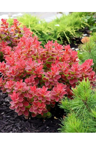 Berberis thunbergii ’Ruby Star’полив